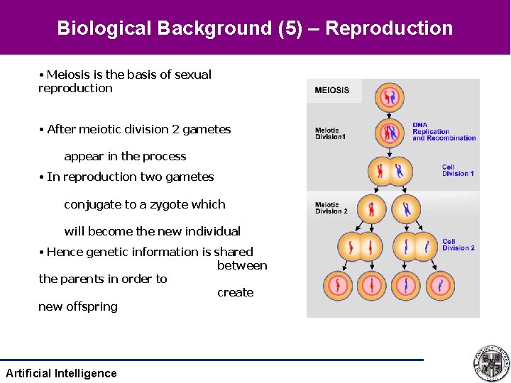 Biological Background (5) – Reproduction • Meiosis is the basis of sexual reproduction •