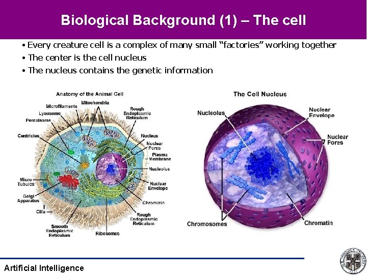 Biological Background (1) – The cell • Every creature cell is a complex of