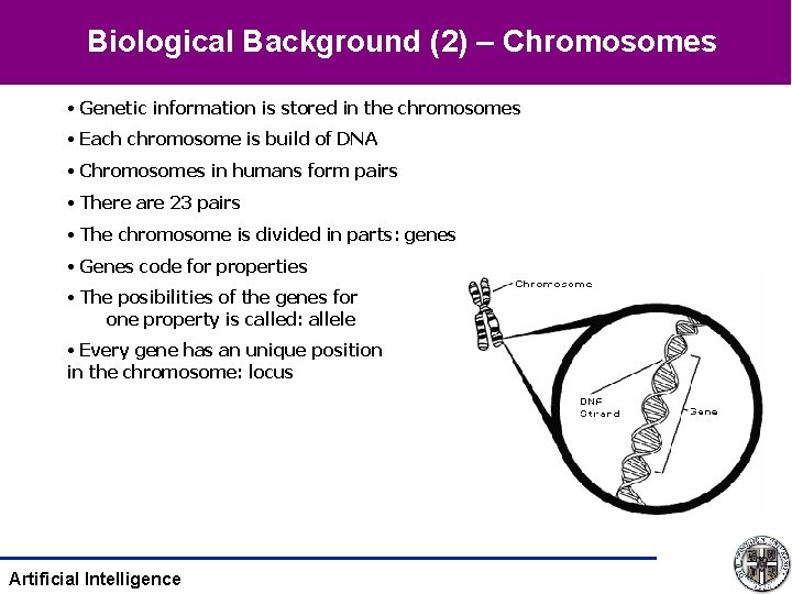 Biological Background (2) – Chromosomes • Genetic information is stored in the chromosomes •