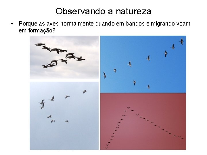 Observando a natureza • Porque as aves normalmente quando em bandos e migrando voam