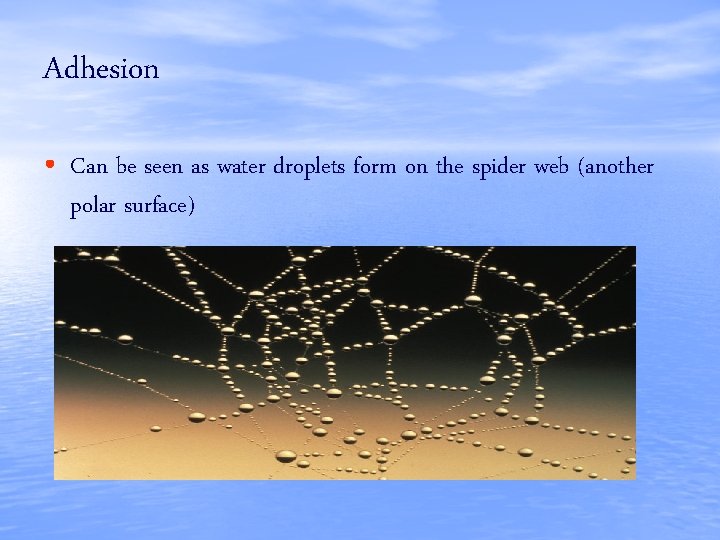 Adhesion • Can be seen as water droplets form on the spider web (another