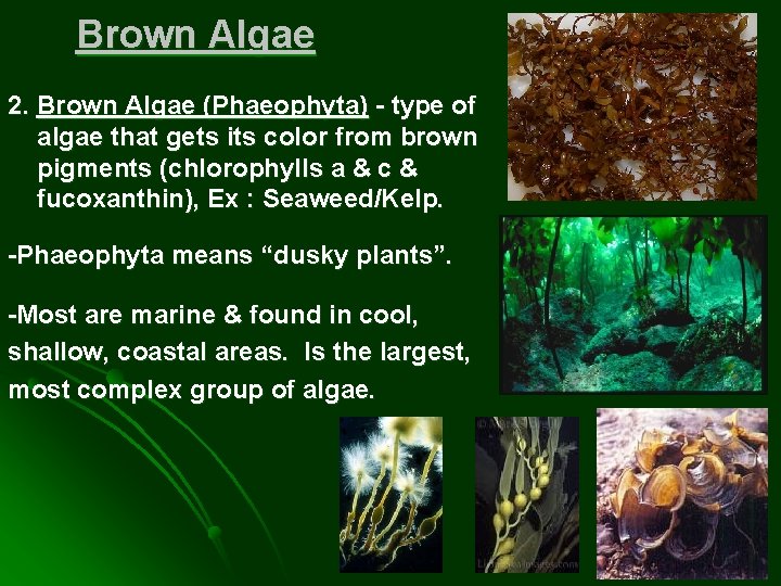 Brown Algae 2. Brown Algae (Phaeophyta) - type of algae that gets its color