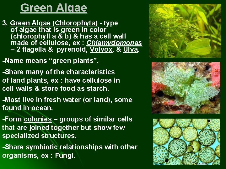 Green Algae 3. Green Algae (Chlorophyta) - type of algae that is green in