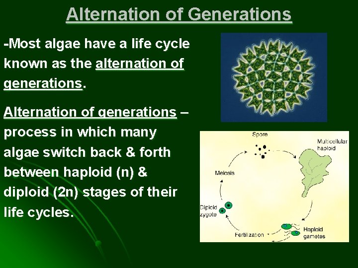 Alternation of Generations -Most algae have a life cycle known as the alternation of