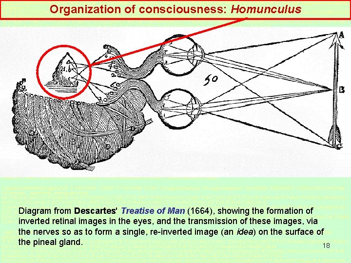 Organization of consciousness: Homunculus Diagram from Descartes' Treatise of Man (1664), showing the formation