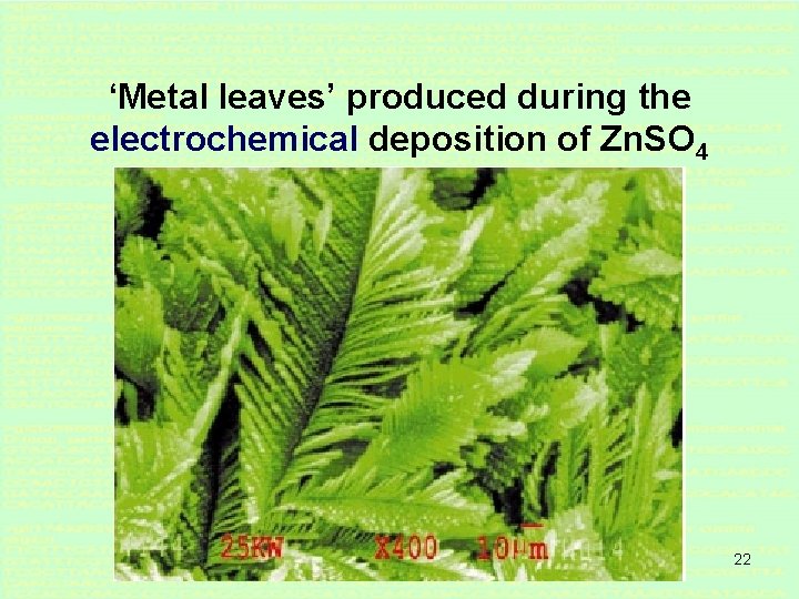 ‘Metal leaves’ produced during the electrochemical deposition of Zn. SO 4 22 