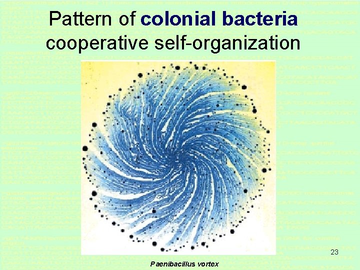 Pattern of colonial bacteria cooperative self-organization 23 Paenibacillus vortex 