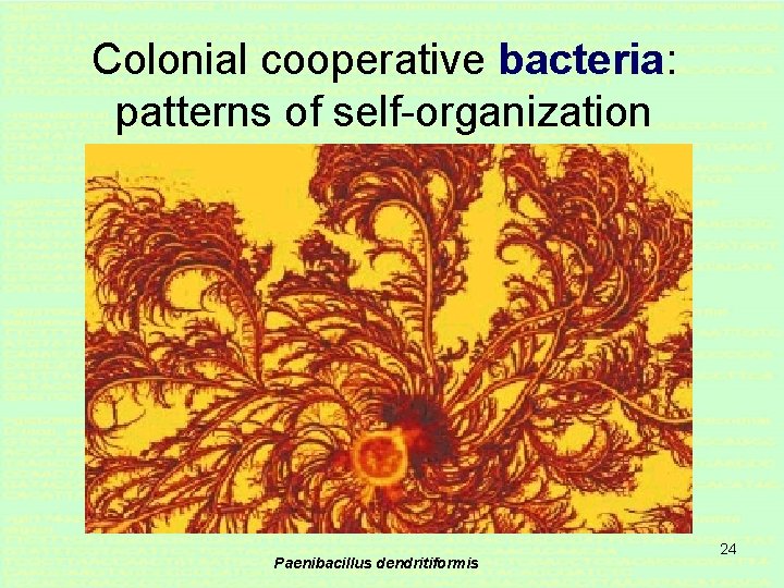 Colonial cooperative bacteria: patterns of self-organization Paenibacillus dendritiformis 24 