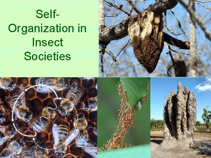 Self. Organization in Insect Societies 25 