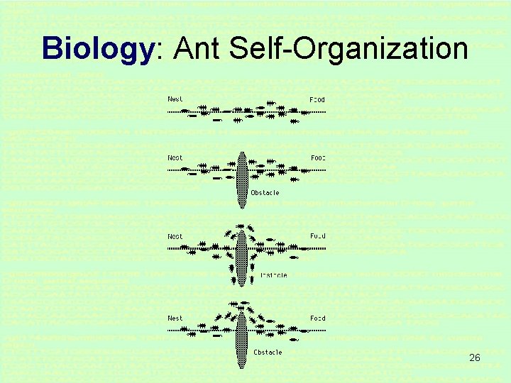 Biology: Ant Self-Organization 26 