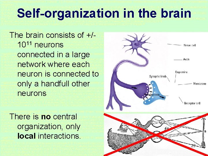 Self-organization in the brain The brain consists of +/1011 neurons connected in a large