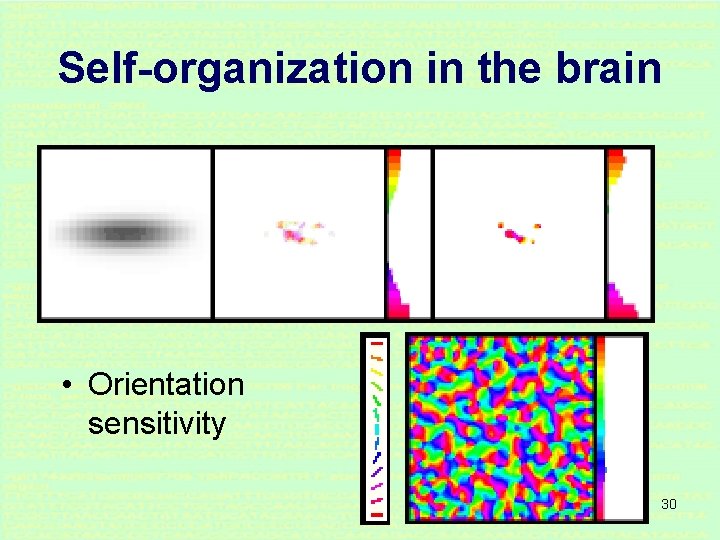 Self-organization in the brain • Orientation sensitivity 30 