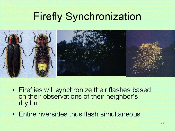 Firefly Synchronization • Fireflies will synchronize their flashes based on their observations of their