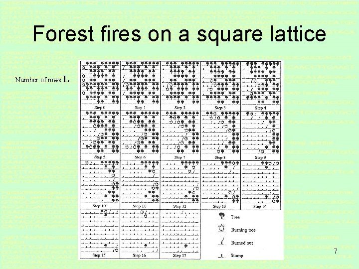 Forest fires on a square lattice Number of rows L 7 
