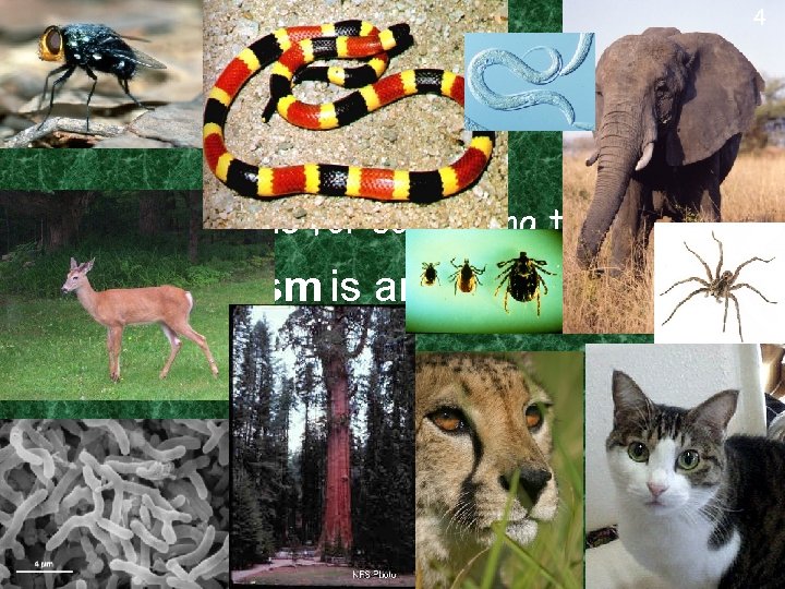 4 Characteristics of Living Things What is the name for something that is living?