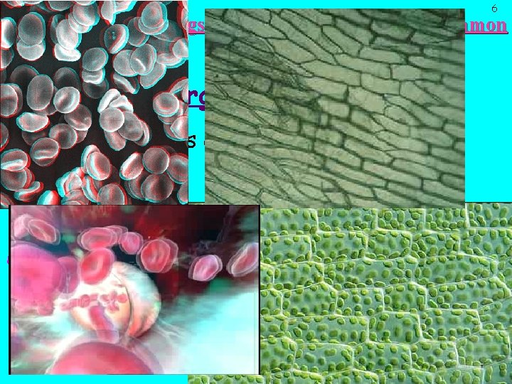 6 There are Six (6) things that all organisms have in common 1. Cellular