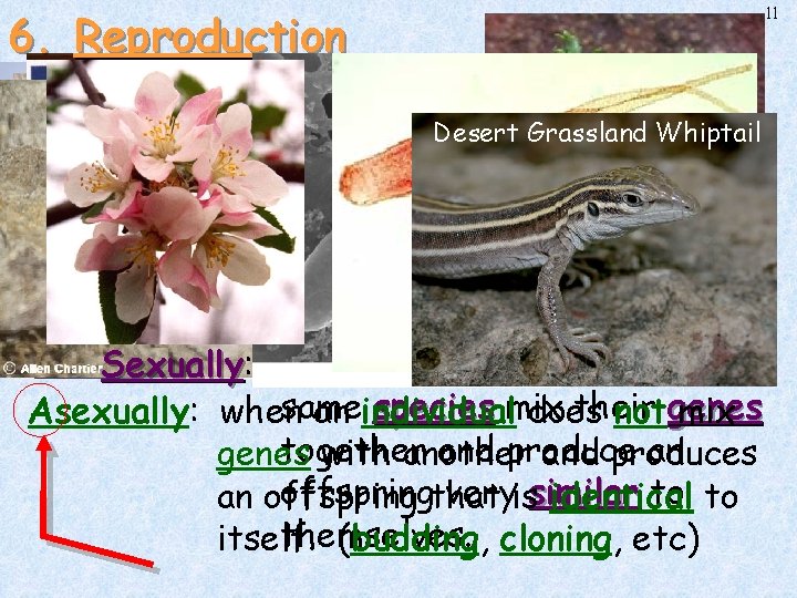 6. Reproduction All organisms must have the ability to Desert Grassland Whiptail reproduce or