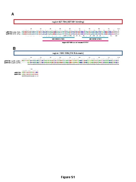 A region 627 -794 (SETDB 1 binding) m. ATF 7 IP(606 -705): h. ATF