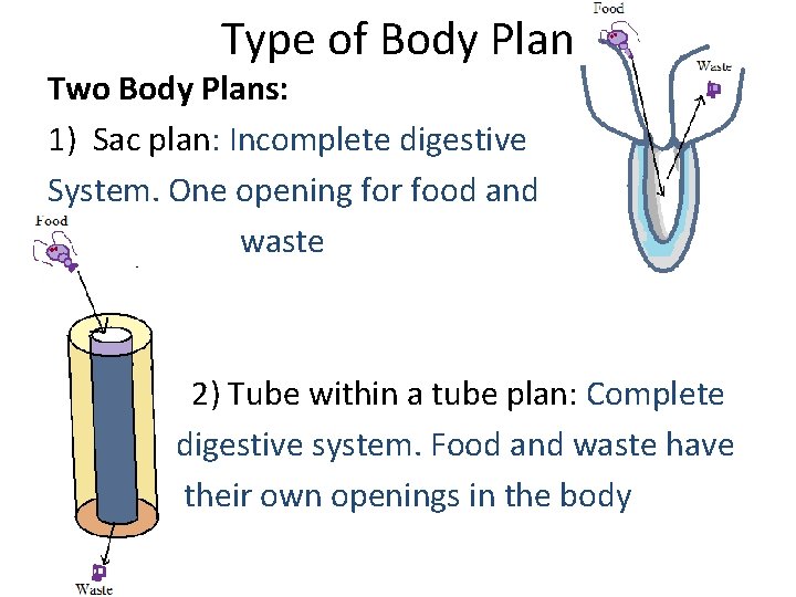 Type of Body Plan Two Body Plans: 1) Sac plan: Incomplete digestive System. One