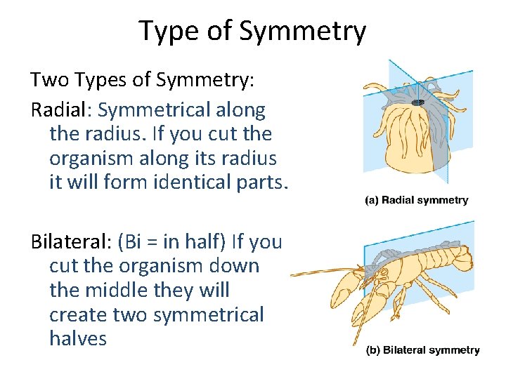 Type of Symmetry Two Types of Symmetry: Radial: Symmetrical along the radius. If you