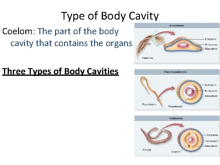 Type of Body Cavity Coelom: The part of the body cavity that contains the