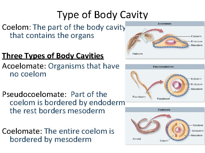 Type of Body Cavity Coelom: The part of the body cavity that contains the