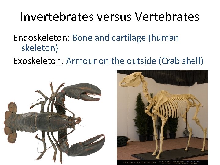 Invertebrates versus Vertebrates Endoskeleton: Bone and cartilage (human skeleton) Exoskeleton: Armour on the outside