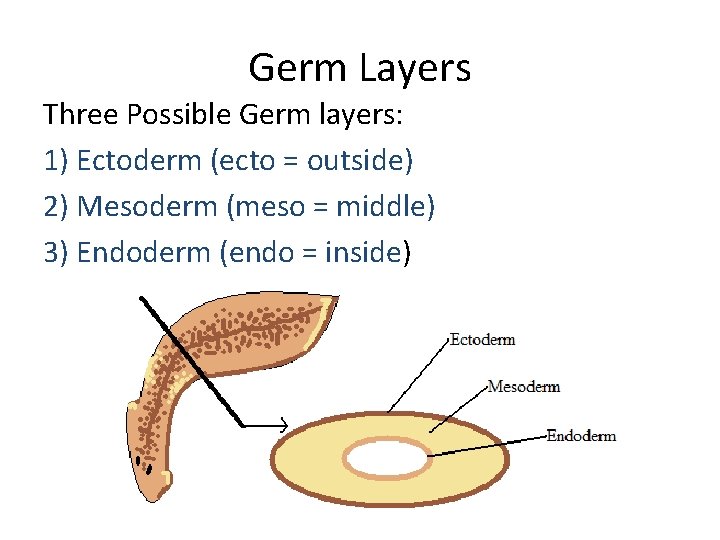 Germ Layers Three Possible Germ layers: 1) Ectoderm (ecto = outside) 2) Mesoderm (meso