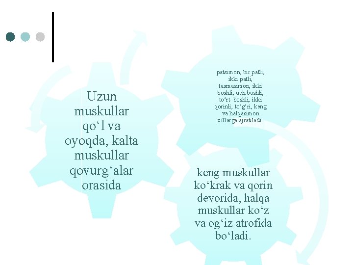 Uzun muskullar qo‘l va oyoqda, kalta muskullar qovurg‘alar orasida patsimon, bir patli, ikki patli,