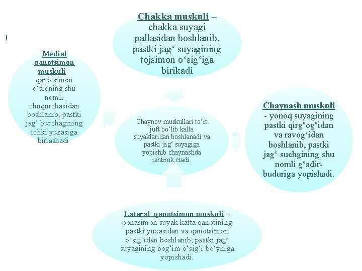 Medial qanotsimon muskuli qanotsimon o‘siqning shu nomli chuqurchasidan boshlanib, pastki jag‘ burchagining ichki yuzasiga