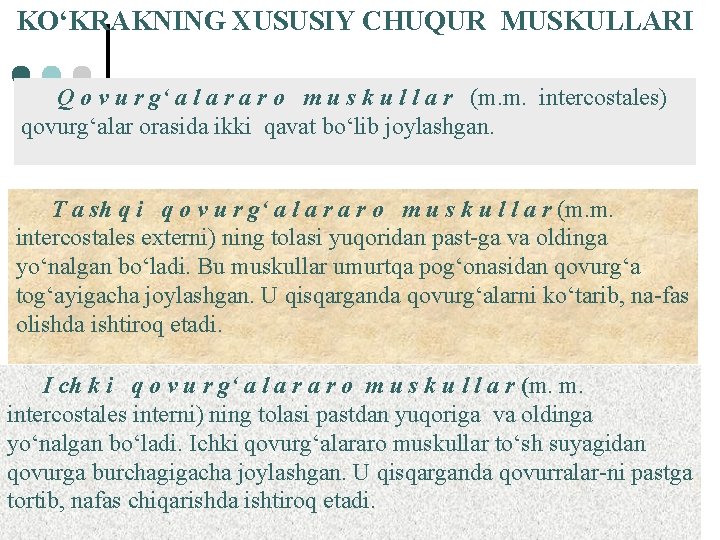 KO‘KRAKNING XUSUSIY CHUQUR MUSKULLARI Q o v u r g‘ a l a r