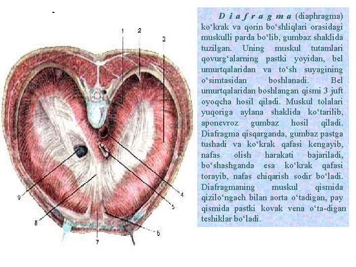 D i a f r a g m a (diaphragma) ko‘krak va qorin bo‘shliqlari