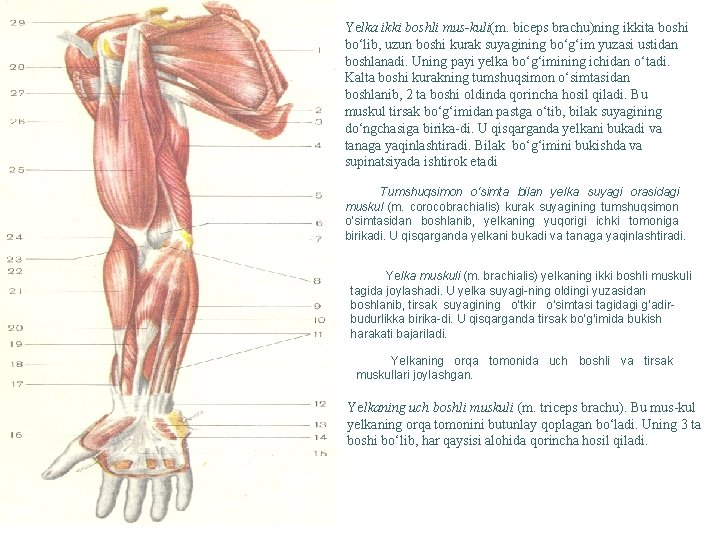 Yelka ikki boshli mus kuli(m. biceps brachu)ning ikkita boshi bo‘lib, uzun boshi kurak suyagining