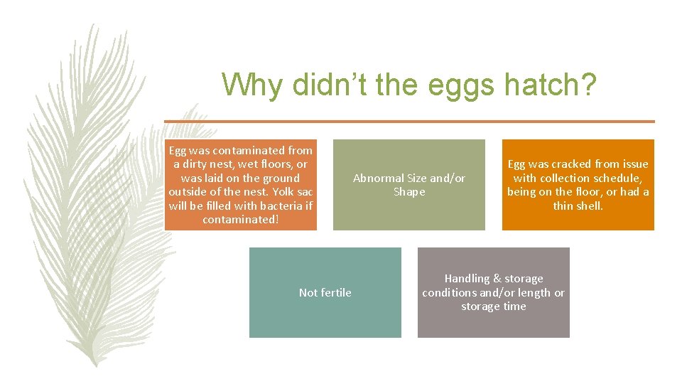 Why didn’t the eggs hatch? Egg was contaminated from a dirty nest, wet floors,