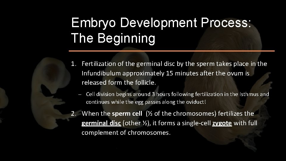 Embryo Development Process: The Beginning 1. Fertilization of the germinal disc by the sperm