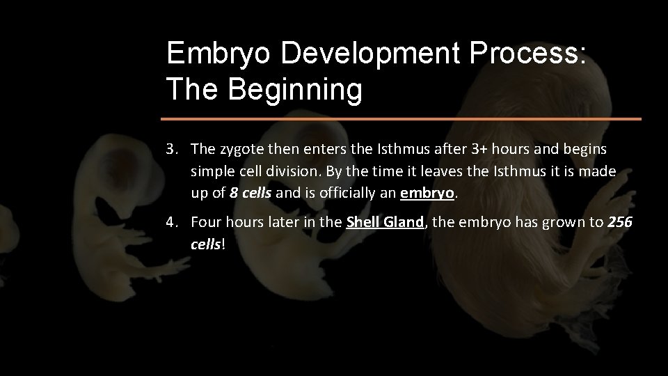 Embryo Development Process: The Beginning 3. The zygote then enters the Isthmus after 3+