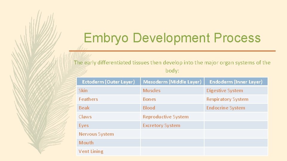 Embryo Development Process The early differentiated tissues then develop into the major organ systems