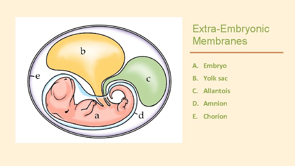 Extra-Embryonic Membranes A. Embryo B. Yolk sac C. Allantois D. Amnion E. Chorion 