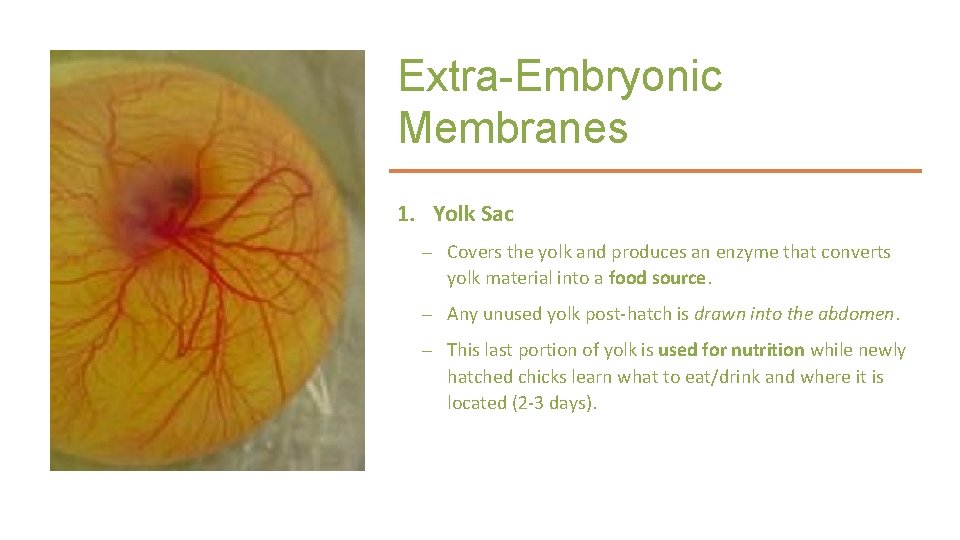 Extra-Embryonic Membranes 1. Yolk Sac – Covers the yolk and produces an enzyme that