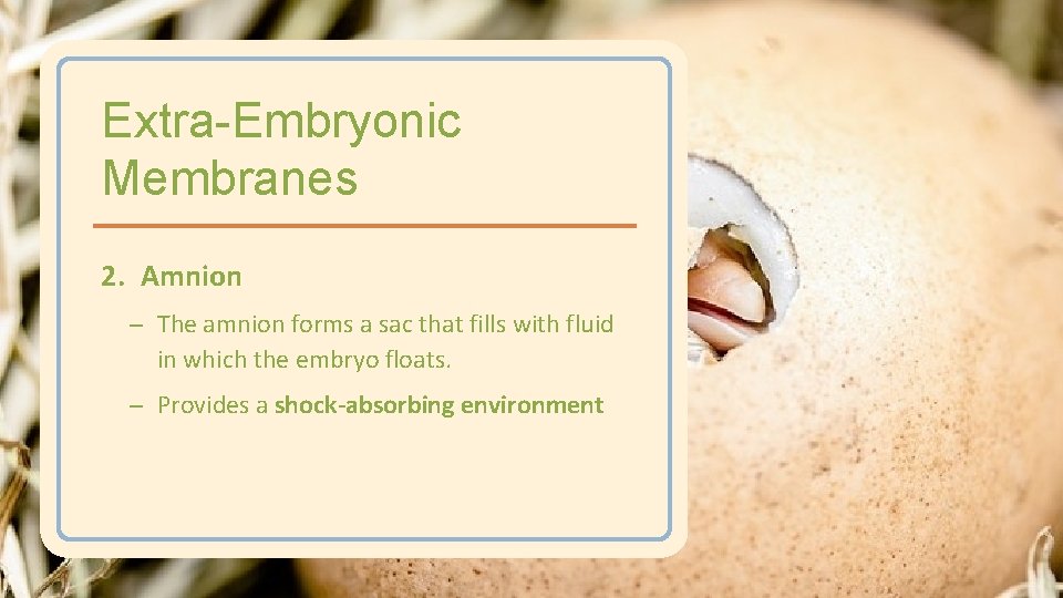 Extra-Embryonic Membranes 2. Amnion – The amnion forms a sac that fills with fluid