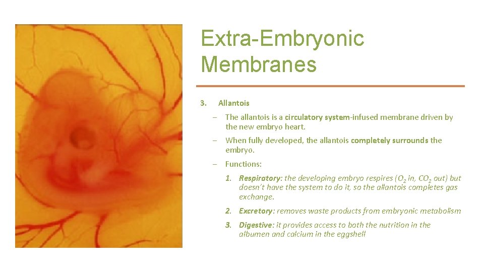 Extra-Embryonic Membranes 3. Allantois – The allantois is a circulatory system-infused membrane driven by