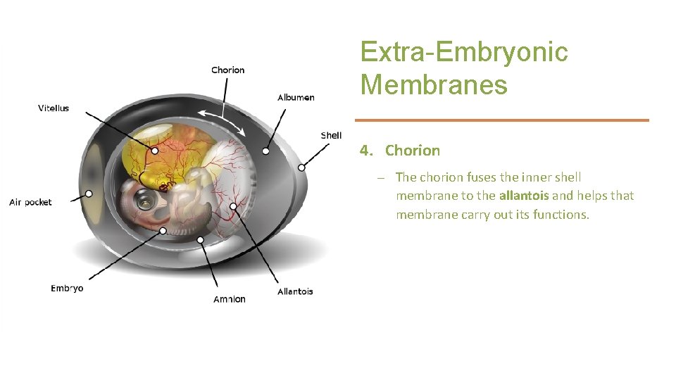 Extra-Embryonic Membranes 4. Chorion – The chorion fuses the inner shell membrane to the