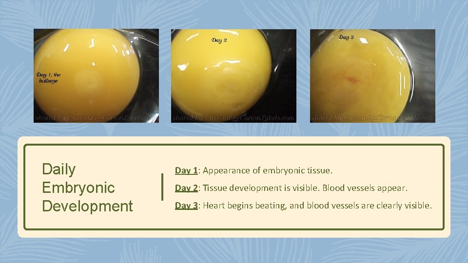 Daily Embryonic Development Day 1: Appearance of embryonic tissue. Day 2: Tissue development is