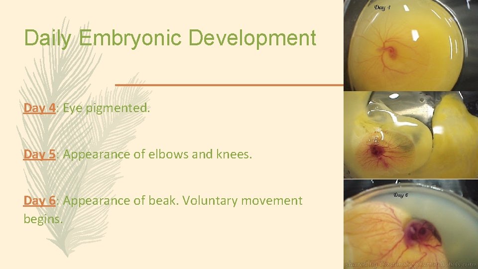 Daily Embryonic Development Day 4: Eye pigmented. Day 5: Appearance of elbows and knees.
