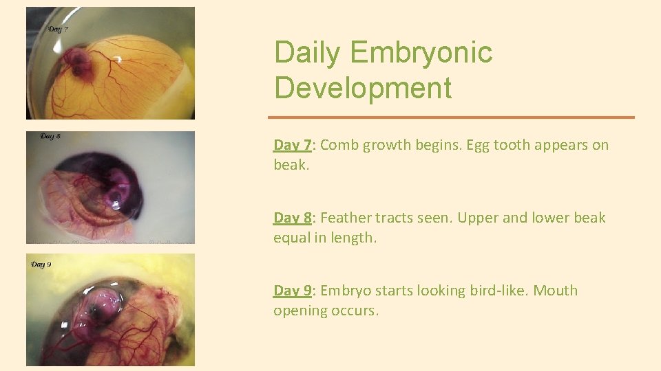 Daily Embryonic Development Day 7: Comb growth begins. Egg tooth appears on beak. Day