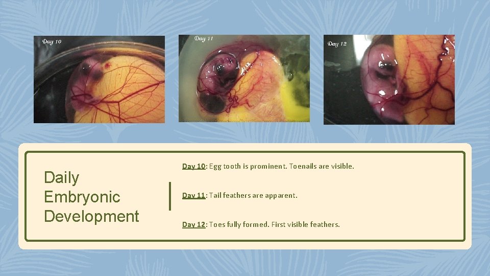 Daily Embryonic Development Day 10: Egg tooth is prominent. Toenails are visible. Day 11: