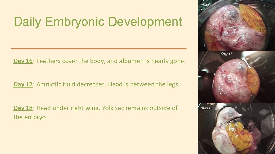 Daily Embryonic Development Day 16: Feathers cover the body, and albumen is nearly gone.