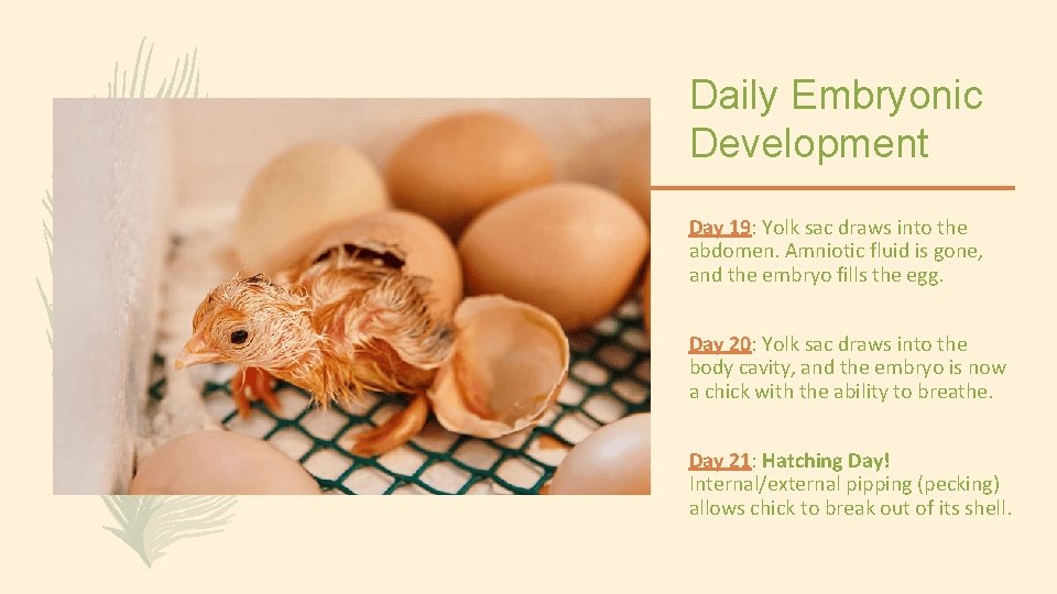 Daily Embryonic Development Day 19: Yolk sac draws into the abdomen. Amniotic fluid is