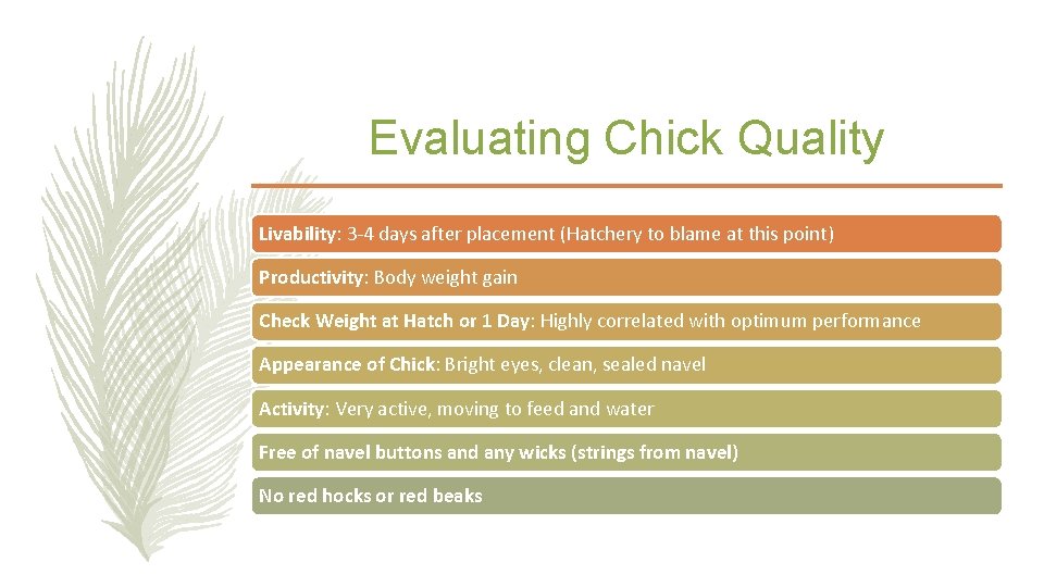 Evaluating Chick Quality Livability: 3 -4 days after placement (Hatchery to blame at this