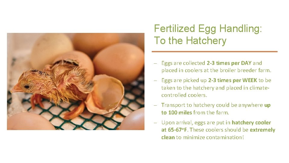 Fertilized Egg Handling: To the Hatchery – Eggs are collected 2 -3 times per